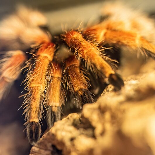 Mexican-Fireleg-Tarantula-2025-07-07-2