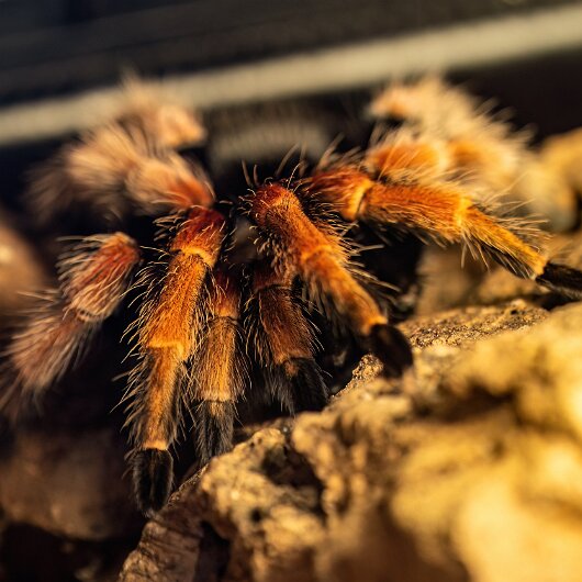 Mexican-Fireleg-Tarantula-2025-07-07-3