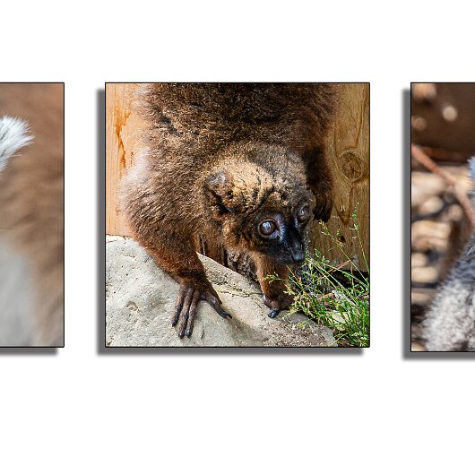 1-Lemur