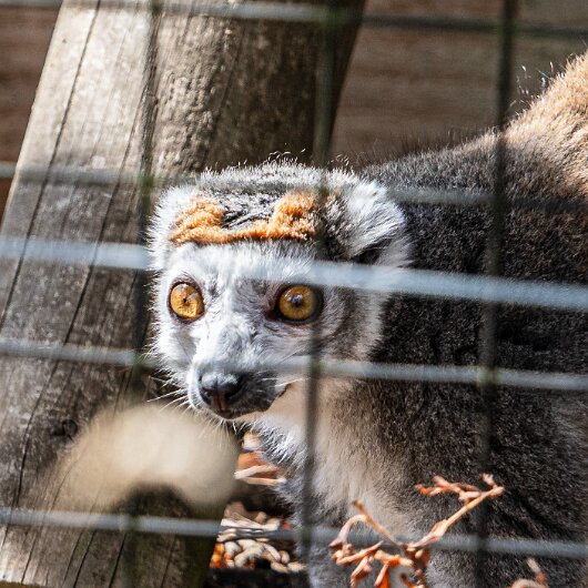 CROWNED-LEMUR-2026-07-30 (1)