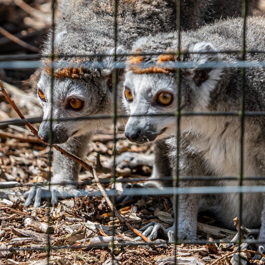 CROWNED-LEMUR-2026-07-30 (11)