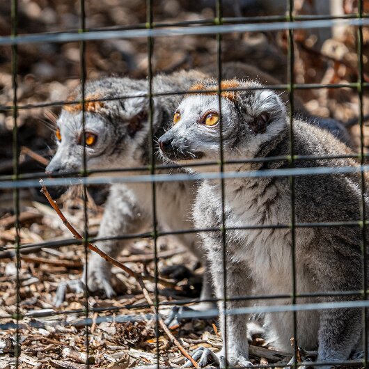 CROWNED-LEMUR-2026-07-30 (12)