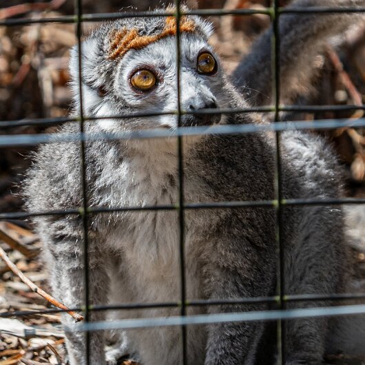 CROWNED-LEMUR-2026-07-30 (13)