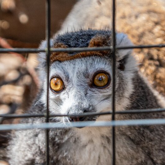 CROWNED-LEMUR-2026-07-30 (2)