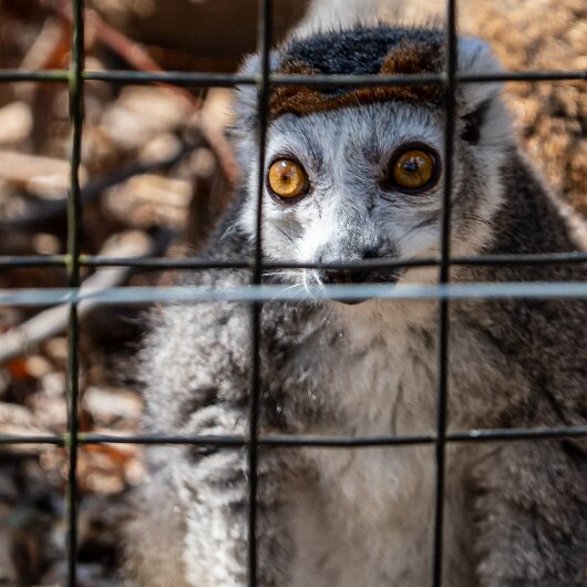 CROWNED-LEMUR-2026-07-30 (3)