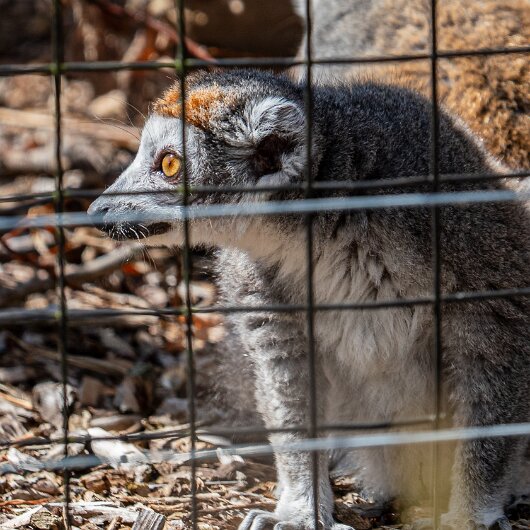 CROWNED-LEMUR-2026-07-30 (4)