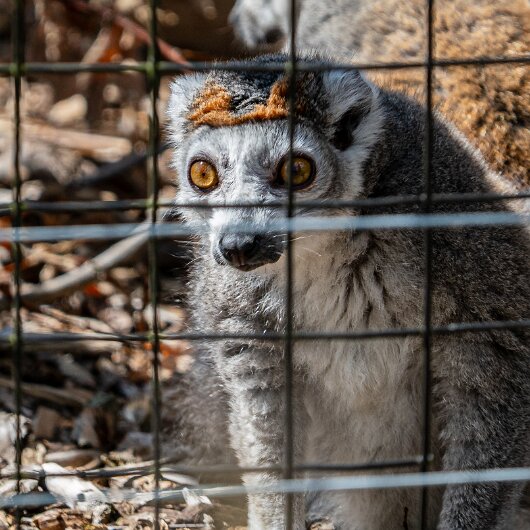 CROWNED-LEMUR-2026-07-30 (5)