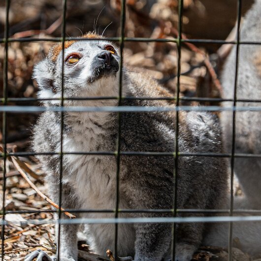 CROWNED-LEMUR-2026-07-30 (6)