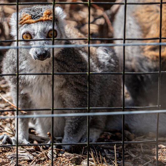 CROWNED-LEMUR-2026-07-30 (7)