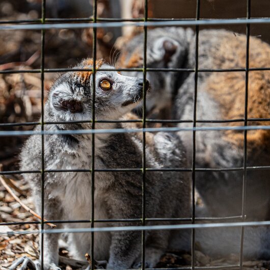 CROWNED-LEMUR-2026-07-30 (8)