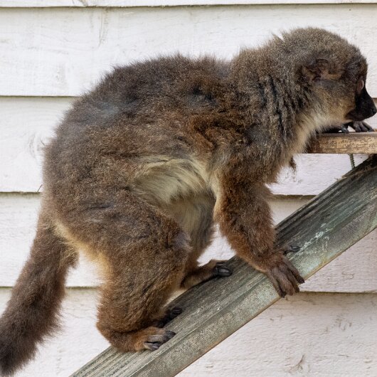 RED-BELLIED-LEMUR-2026-06-17-1