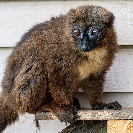 RED-BELLIED-LEMUR-2026-06-17-2