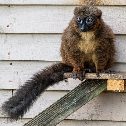 RED-BELLIED-LEMUR-2026-06-17-3