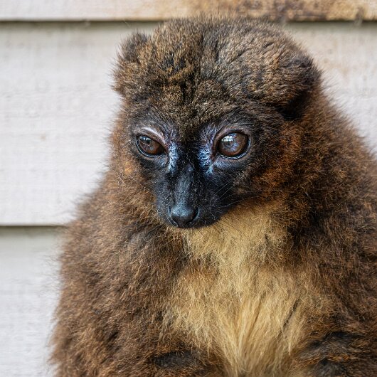 RED-BELLIED-LEMUR-2026-06-17-4
