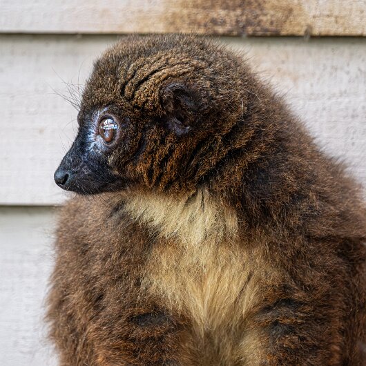 RED-BELLIED-LEMUR-2026-06-17-5
