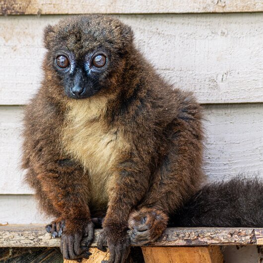 RED-BELLIED-LEMUR-2026-06-17-6