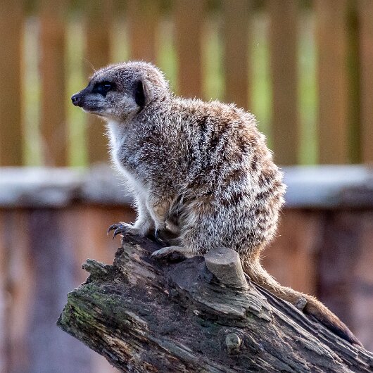 Meerkats-2019-10-17-1