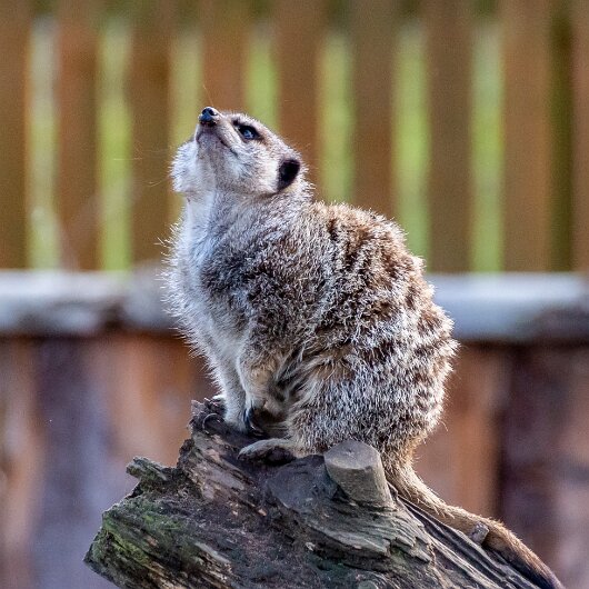 Meerkats-2019-10-17-13