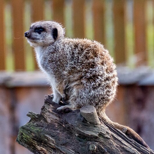 Meerkats-2019-10-17-14