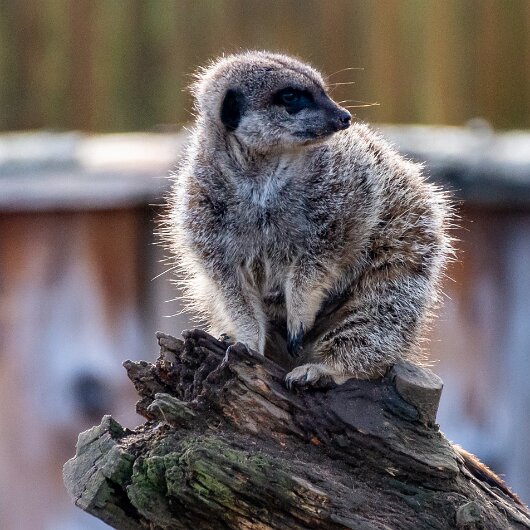 Meerkats-2019-10-17-15