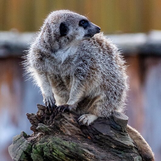 Meerkats-2019-10-17-16