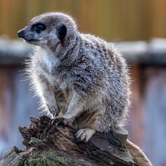 Meerkats-2019-10-17-17