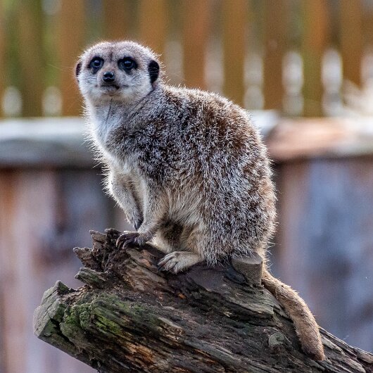 Meerkats-2019-10-17-18