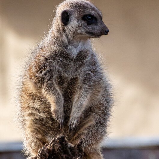 Meerkats-2019-10-17-6