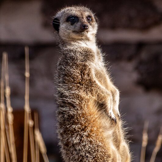 Meerkats-2019-10-17-8