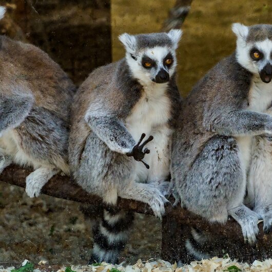 Ring-Tailed-Lemur-2020-08-28-1