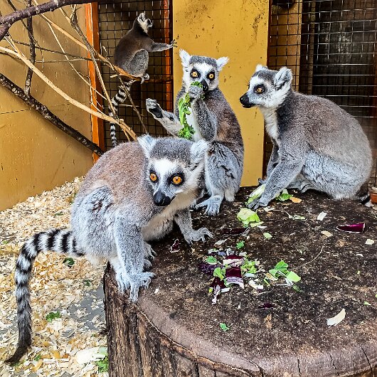 Ring-Tailed-Lemur-2020-08-28-10