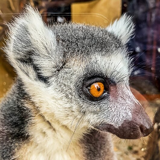 Ring-Tailed-Lemur-2020-08-28-11