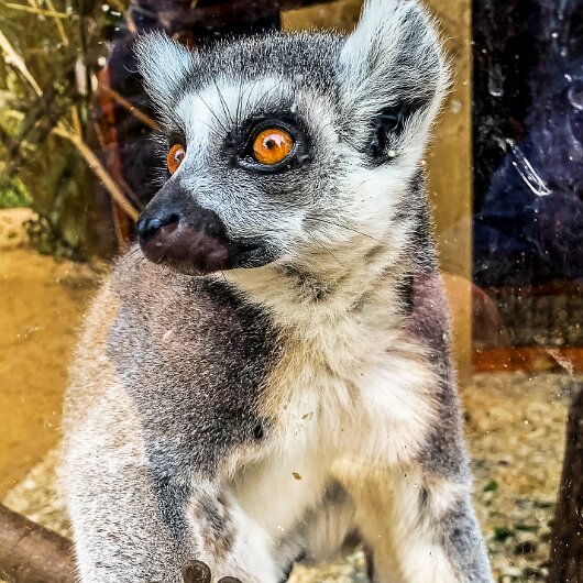 Ring-Tailed-Lemur-2020-08-28-12
