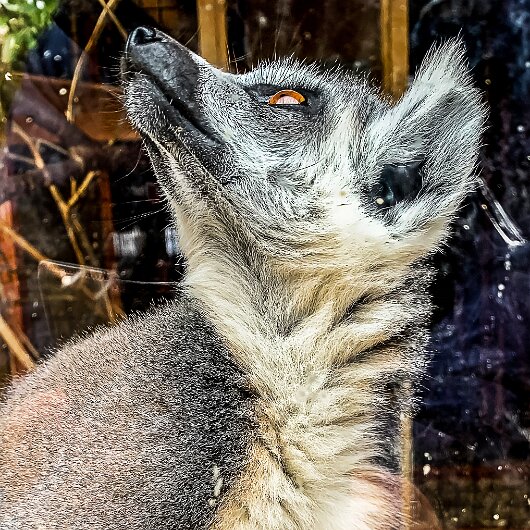 Ring-Tailed-Lemur-2020-08-28-13
