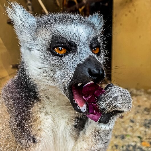 Ring-Tailed-Lemur-2020-08-28-14