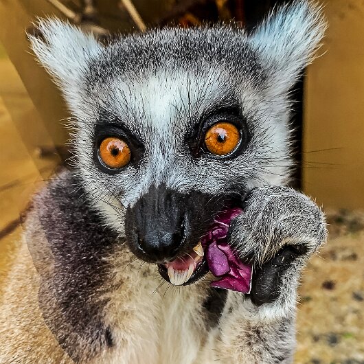 Ring-Tailed-Lemur-2020-08-28-15