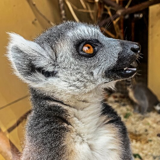 Ring-Tailed-Lemur-2020-08-28-16
