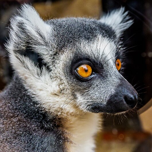 Ring-Tailed-Lemur-2020-08-28-17
