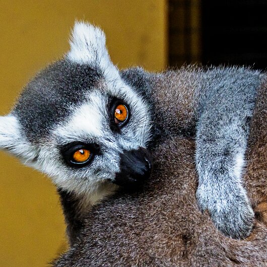Ring-Tailed-Lemur-2020-08-28-18
