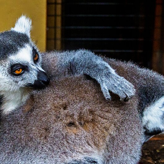 Ring-Tailed-Lemur-2020-08-28-19