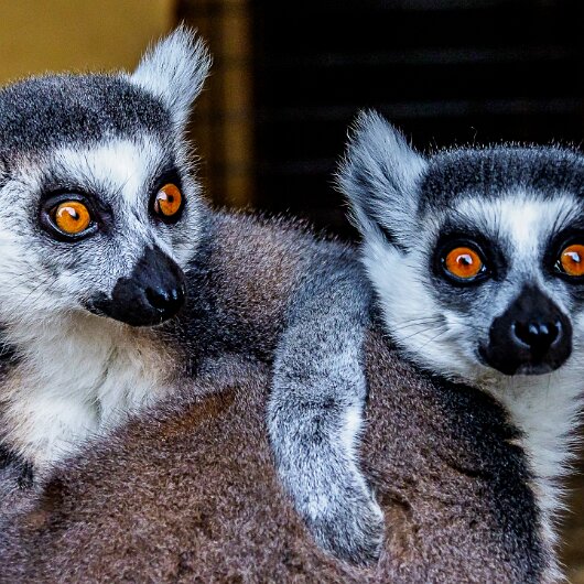 Ring-Tailed-Lemur-2020-08-28-2