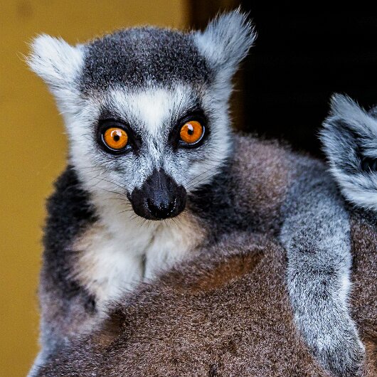 Ring-Tailed-Lemur-2020-08-28-20