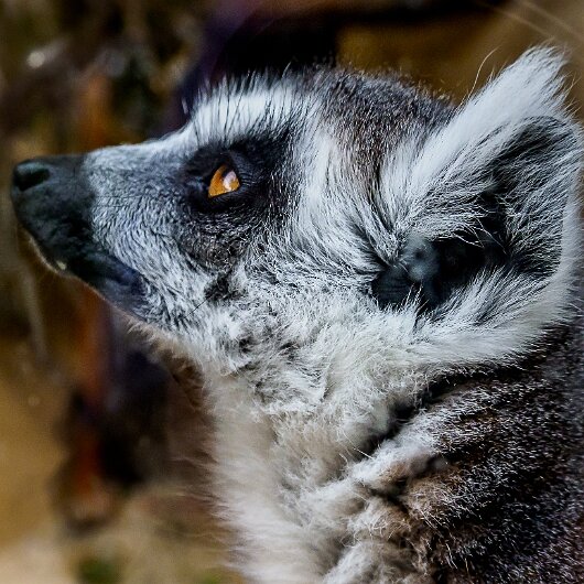Ring-Tailed-Lemur-2020-08-28-3