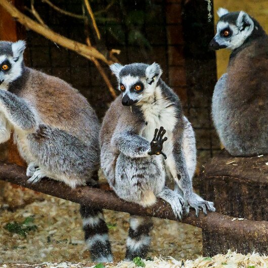 Ring-Tailed-Lemur-2020-08-28-4