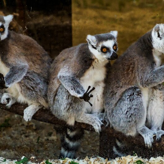 Ring-Tailed-Lemur-2020-08-28-5
