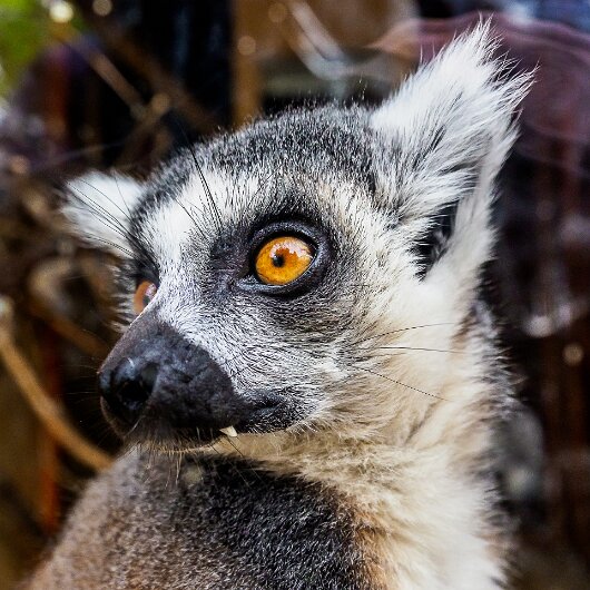Ring-Tailed-Lemur-2020-08-28-6