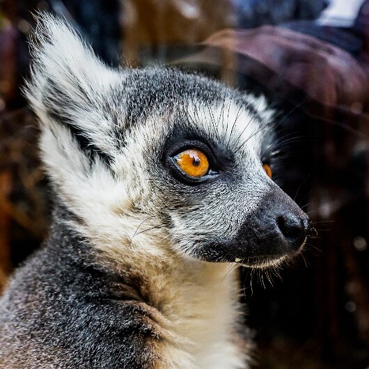 Ring-Tailed-Lemur-2020-08-28-7
