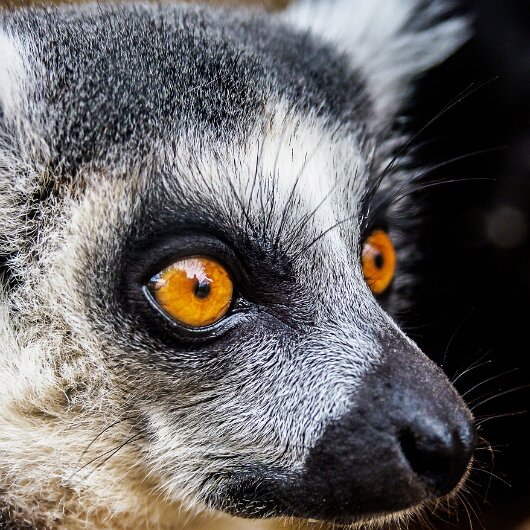 Ring-Tailed-Lemur-2020-08-28-8