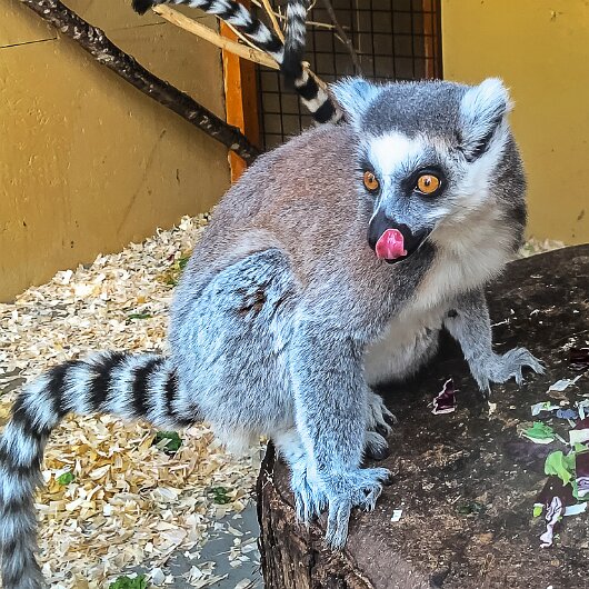 Ring-Tailed-Lemur-2020-08-28-9