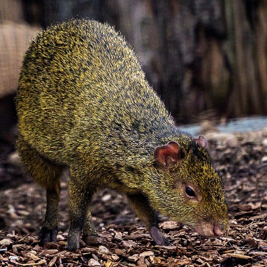 Agouti-2020-08-28-1